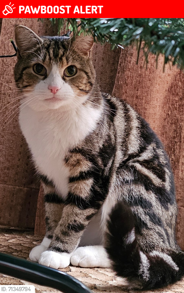 Lost Male Cat last seen Fyfield road, Winsbeach rd, Hillside Gardens, Greater London, England E17 3RE
