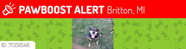 Lost Male Dog last seen Billmeyer, Britton, MI 49229