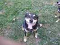 Lost Male Dog last seen Billmeyer, Britton, MI 49229