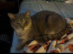 Lost Male Cat last seen Near East Lotus Ave Tampa FL, Tampa, FL 33612