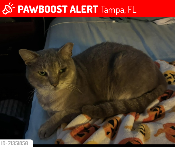 Lost Male Cat last seen Near East Lotus Ave Tampa FL, Tampa, FL 33612