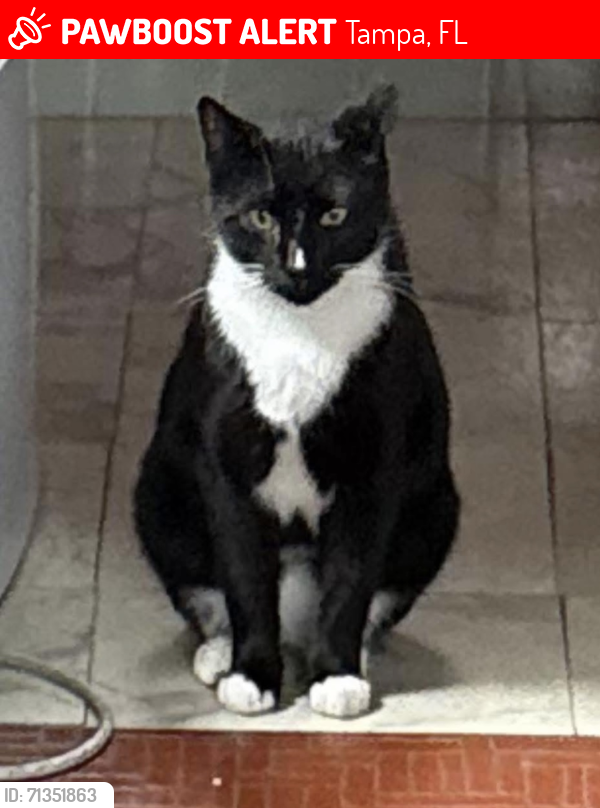 Lost Male Cat last seen East Lotus Ave Tampa FL, Tampa, FL 33612