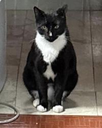 Lost Male Cat last seen East Lotus Ave Tampa FL, Tampa, FL 33612