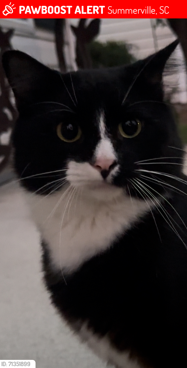 Lost Male Cat last seen Barlow + dupont , Summerville, SC 29485