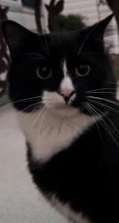 Lost Male Cat last seen Barlow + dupont , Summerville, SC 29485