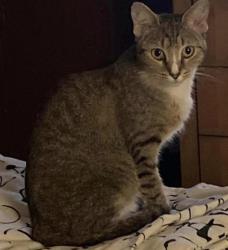 Lost Female Cat last seen East lotus Ave Tampa fl, Tampa, FL 33612