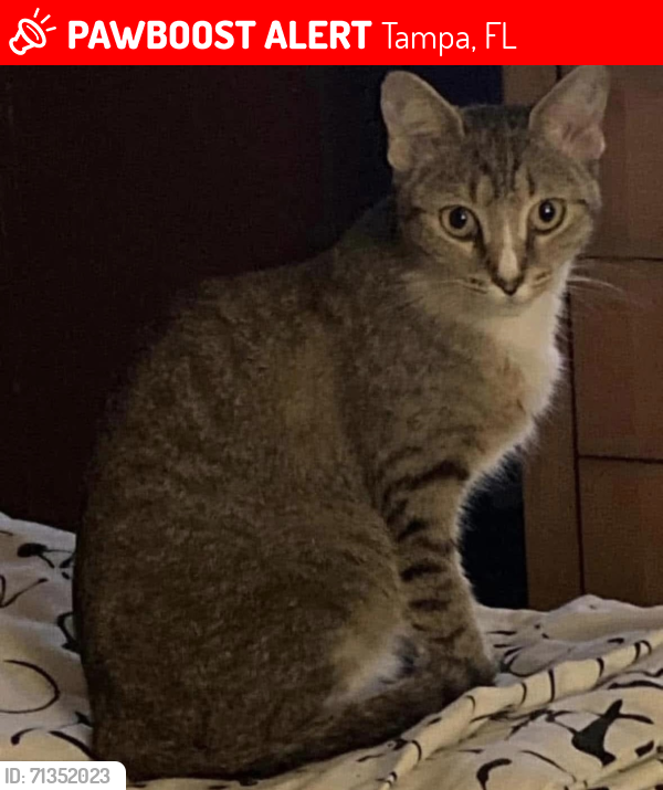 Lost Female Cat last seen East lotus Ave Tampa fl, Tampa, FL 33612