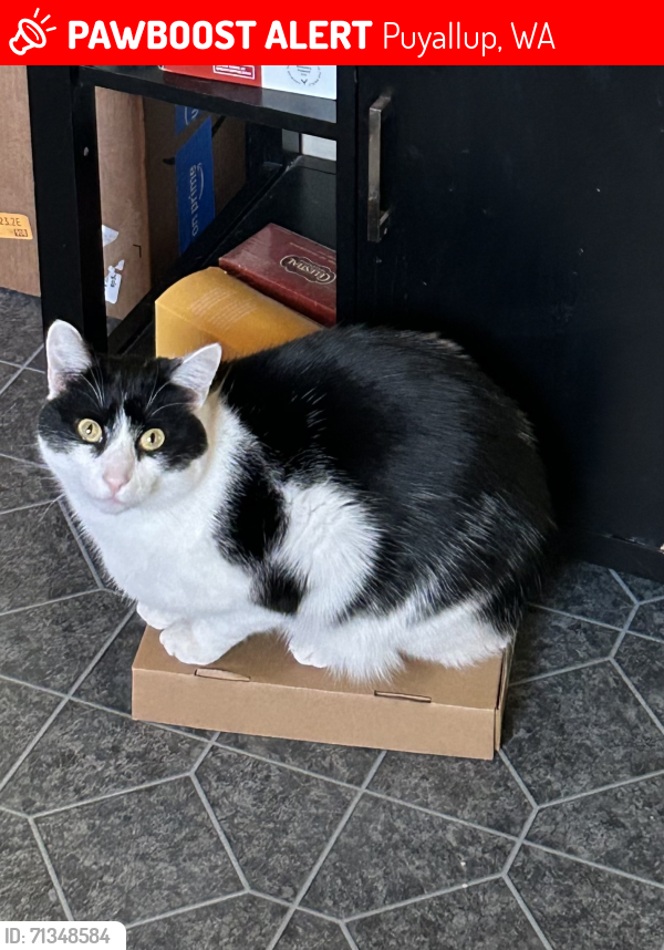 Lost Male Cat last seen Near 20th St Sw/32nd Ave Ct Sw Puyallup , Puyallup, WA 98373