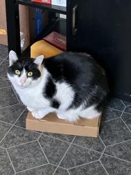 Lost Male Cat last seen Near 20th St Sw/32nd Ave Ct Sw Puyallup , Puyallup, WA 98373