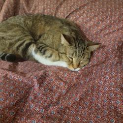 Lost Male Cat last seen Nickell Rd, Ranchos de Taos, NM 87557