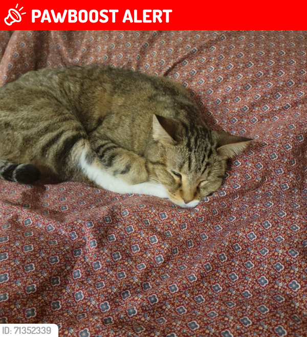 Lost Male Cat last seen Nickell Rd, Ranchos de Taos, NM 87557