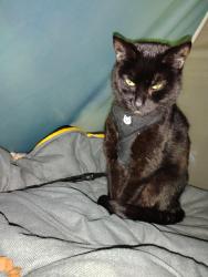 Lost Female Cat last seen Pelican hotel on 37, Toms River, NJ 08753