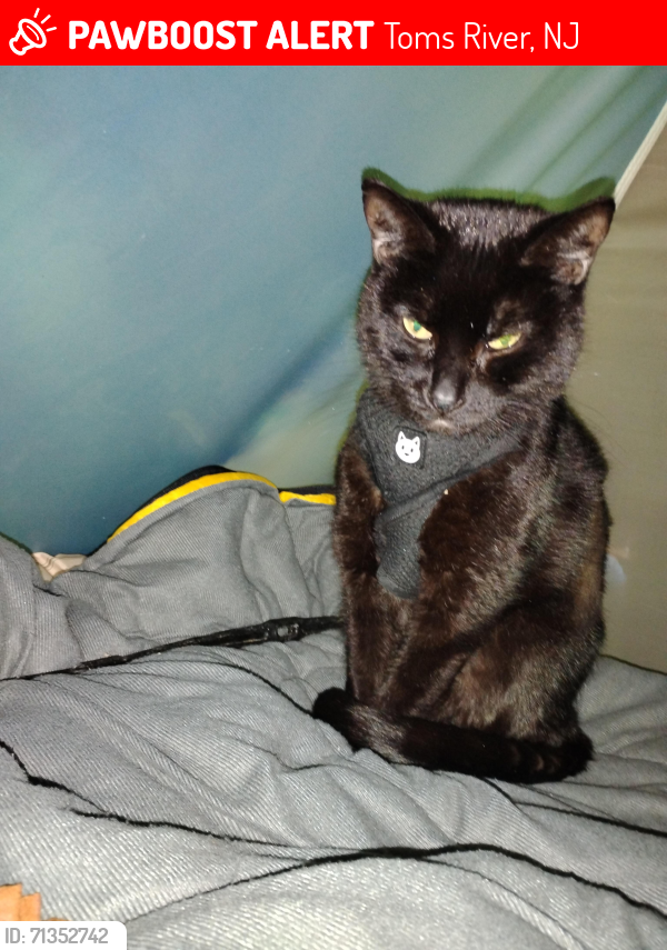 Lost Female Cat last seen Pelican hotel on 37, Toms River, NJ 08753