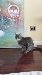Lost Female Cat last seen Bay Club apartments on Coastsite Dr and Seacove Dr, Rancho Palos Verdes, CA 90275