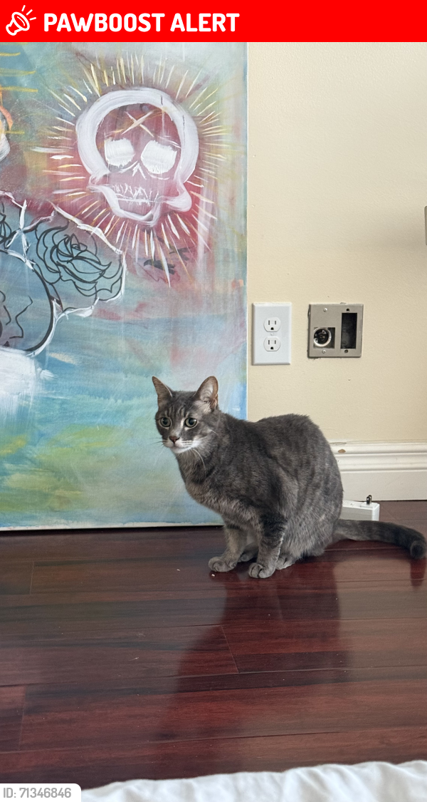 Lost Female Cat last seen Bay Club apartments on Coastsite Dr and Seacove Dr, Rancho Palos Verdes, CA 90275