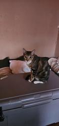 Reunited Male Cat last seen Near Wentworth, Dallas, TX 75208