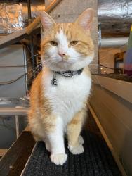 Lost Male Cat last seen Lakeshore Park, Knoxville, TN 37919