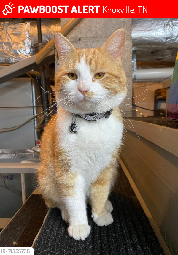 Lost Male Cat last seen Lakeshore Park, Knoxville, TN 37919