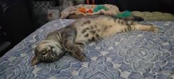 Lost Male Cat last seen 223rd Street and Edgar Avenue, Carson, CA 90745