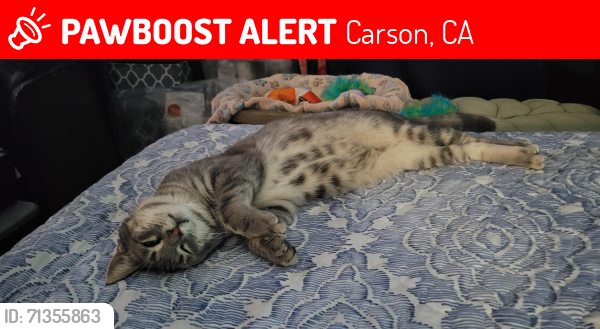 Lost Male Cat last seen 223rd Street and Edgar Avenue, Carson, CA 90745