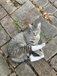 Lost Male Cat last seen Glencrest and Glenscott, 77061, Houston, TX 77061