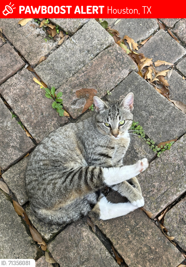 Lost Male Cat last seen Glencrest and Glenscott, 77061, Houston, TX 77061