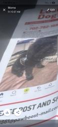 Lost Female Dog last seen Freeway , North Las Vegas, NV 89030