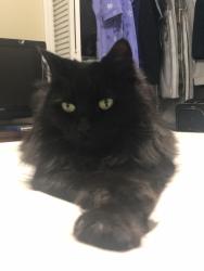 Lost Female Cat last seen Mcnab Road and pine island road , Tamarac, FL 33319