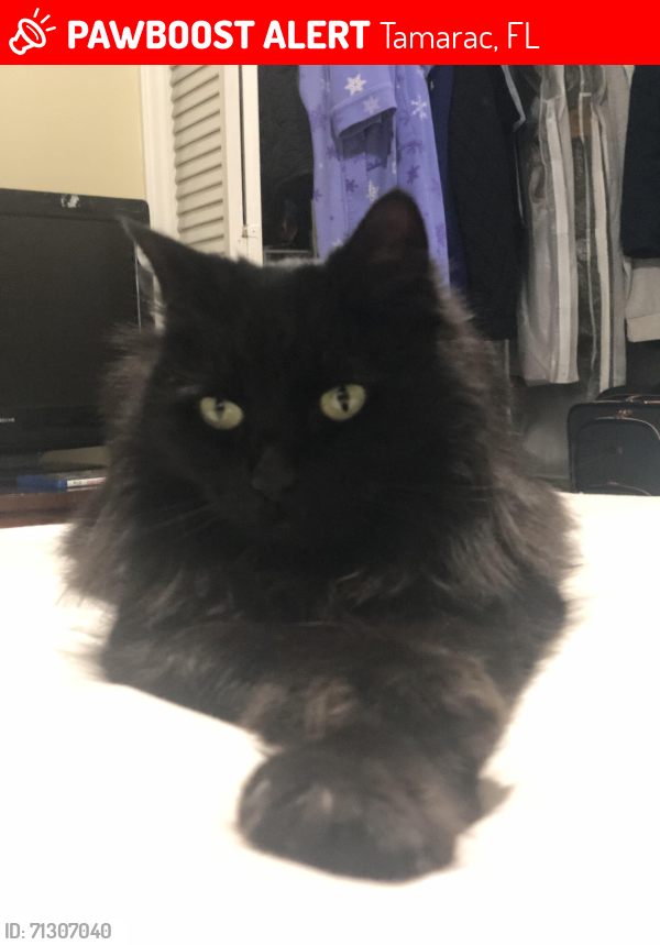 Lost Female Cat last seen Mcnab Road and pine island road , Tamarac, FL 33319