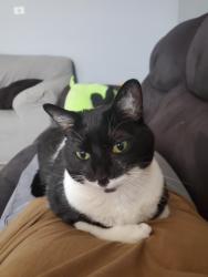 Lost Female Cat last seen Near osprey way newport news va, Newport News, VA 23608