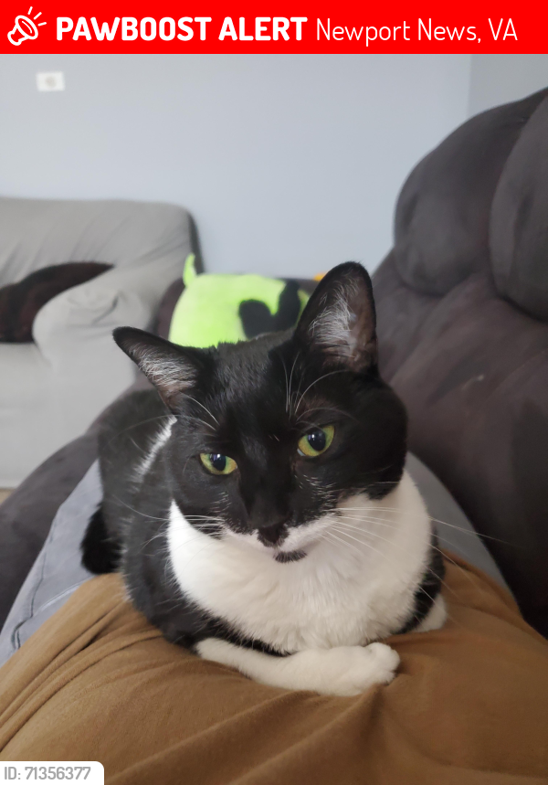 Lost Female Cat last seen Near osprey way newport news va, Newport News, VA 23608