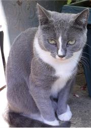 Lost Female Cat last seen Montagu Street , Swindon, England SN2 2HL