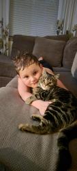 Lost Male Cat last seen 70th street , Cottage Grove, MN 55016