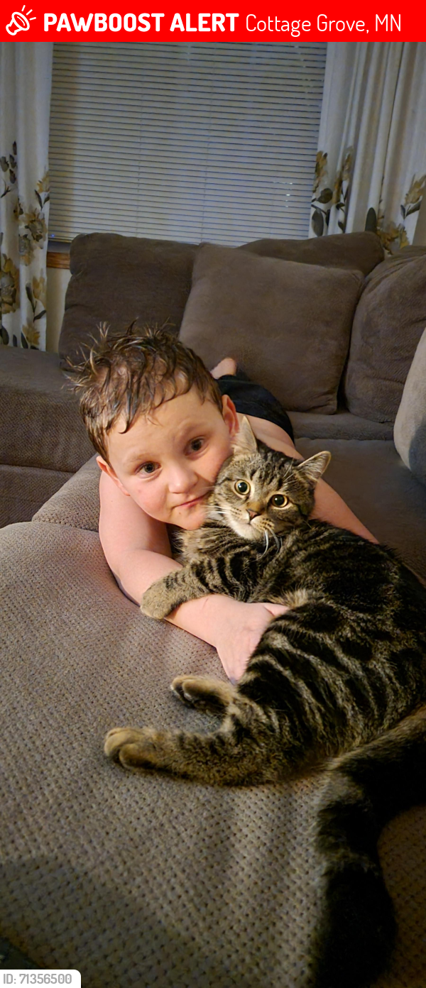 Lost Male Cat last seen 70th street , Cottage Grove, MN 55016