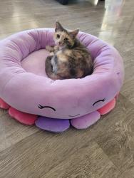 Lost Female Cat last seen 177st sw, Edmonton, AB T6R