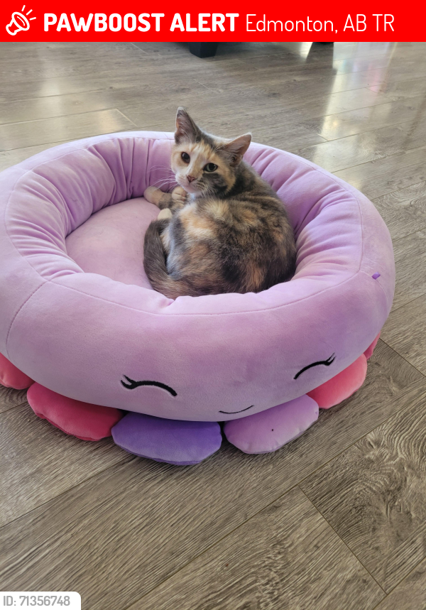 Lost Female Cat last seen 177st sw, Edmonton, AB T6R