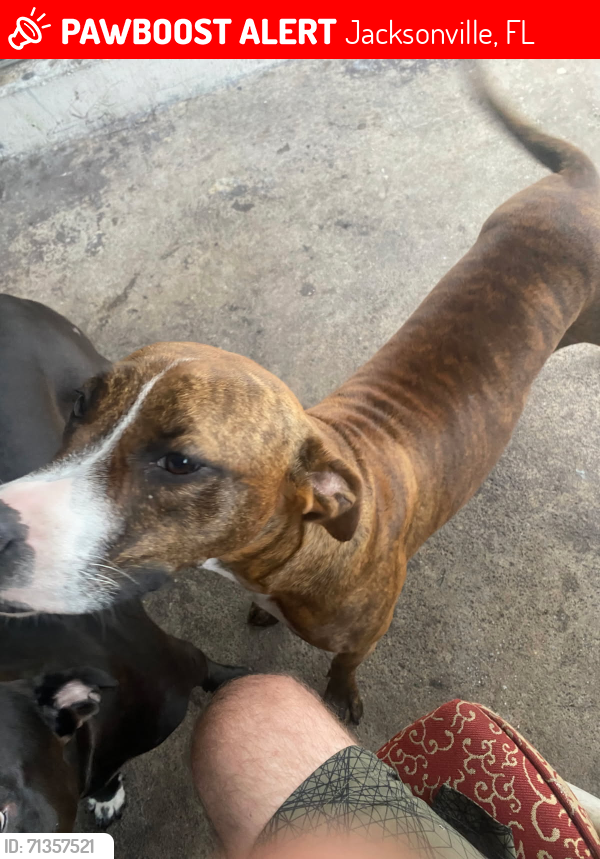 Jacksonville, FL Lost Female Dog, Tiger Is Missing PawBoost(02)