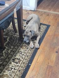Lost Male Dog last seen Dug gap rd., Dalton, GA 30720