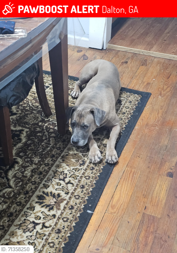 Lost Male Dog last seen Dug gap rd., Dalton, GA 30720