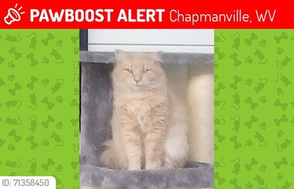 Lost Male Cat last seen Across the fire department in Chapmanville,WV, Chapmanville, WV 25508