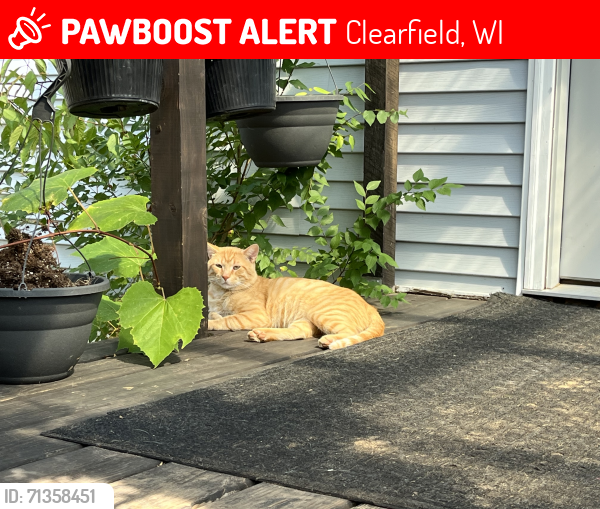 Lost Male Cat last seen Neitzel Drive New Lisbon, WI, Clearfield, WI 53950