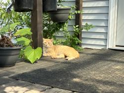 Lost Male Cat last seen Neitzel Drive New Lisbon, WI, Clearfield, WI 53950