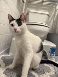 Reunited Unknown Cat last seen Starbird st/porter st in malden ma, Malden, MA 02148