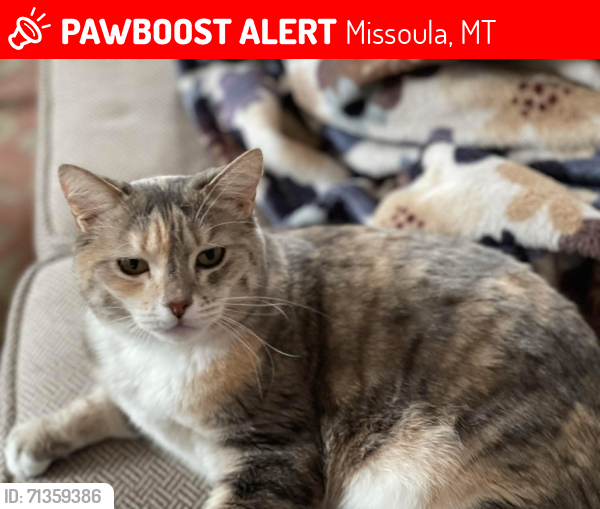 Lost Female Cat last seen Garfield, Missoula, MT 59801