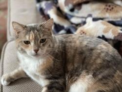 Lost Female Cat last seen Garfield, Missoula, MT 59801