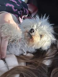 Lost Female Dog last seen Rio grande and el fego , Albuquerque, NM 87107