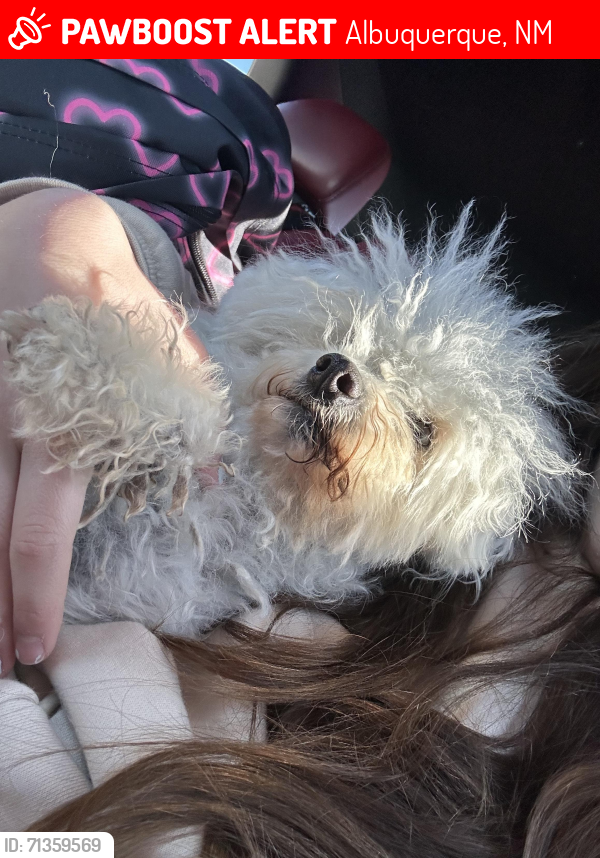 Lost Female Dog last seen Rio grande and el fego , Albuquerque, NM 87107