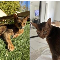 Lost Male Cat last seen Adam st, Bermuda Dunes, CA 92203