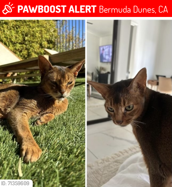 Lost Male Cat last seen Adam st, Bermuda Dunes, CA 92203