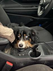 Lost Female Dog last seen Near Nockenut rd, Wilson County, TX 78160